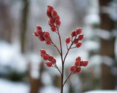Christmas Floristry Stem- Red Berry Spray