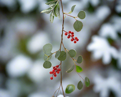 Christmas Garland - Berries, Mistletoe & Eucalyptus