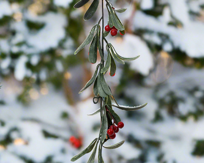 Christmas Garland - Green & Red Berry