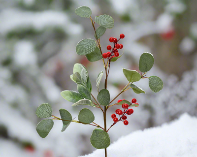 Red Berry & Green Leaf Spray