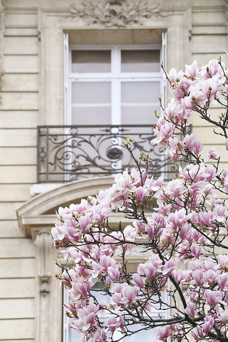 Spring Magnolias in Paris Framed Picture  - **CLICK & COLLECT ONLY**