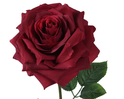 Oxblood Red Rose on Stem
