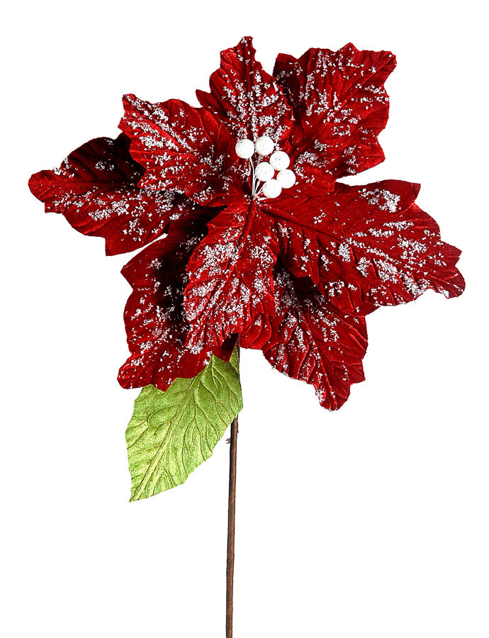 Red Poinsettia with Snow Flecked Leaves
